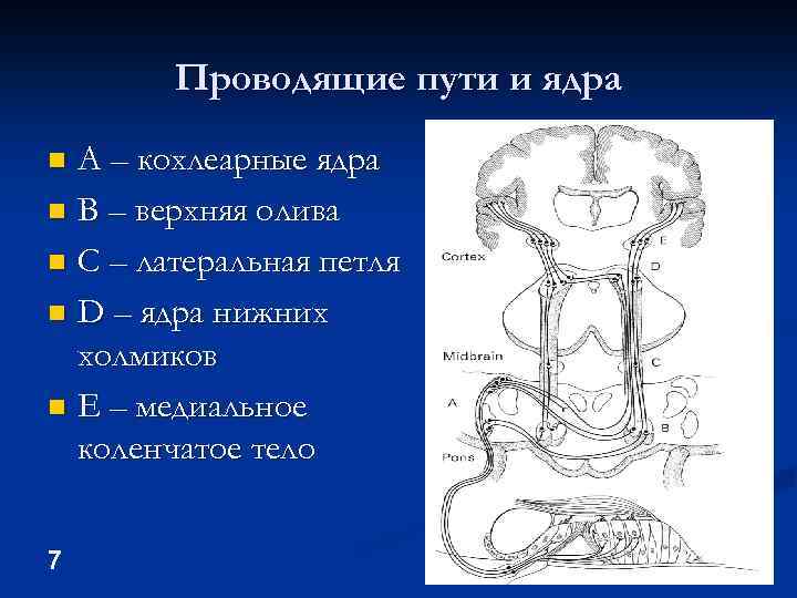 Проводящие пути и ядра А – кохлеарные ядра n В – верхняя олива n
