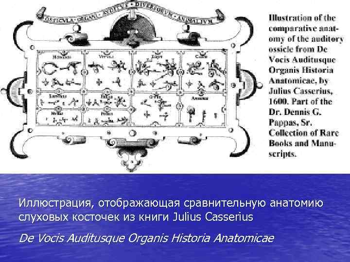 Иллюстрация, отображающая сравнительную анатомию слуховых косточек из книги Julius Casserius De Vocis Auditusque Organis