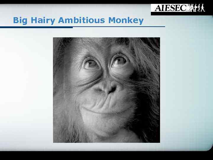 Big Hairy Ambitious Monkey 