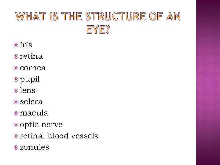  iris retina cornea pupil lens sclera macula optic nerve retinal blood vessels zonules