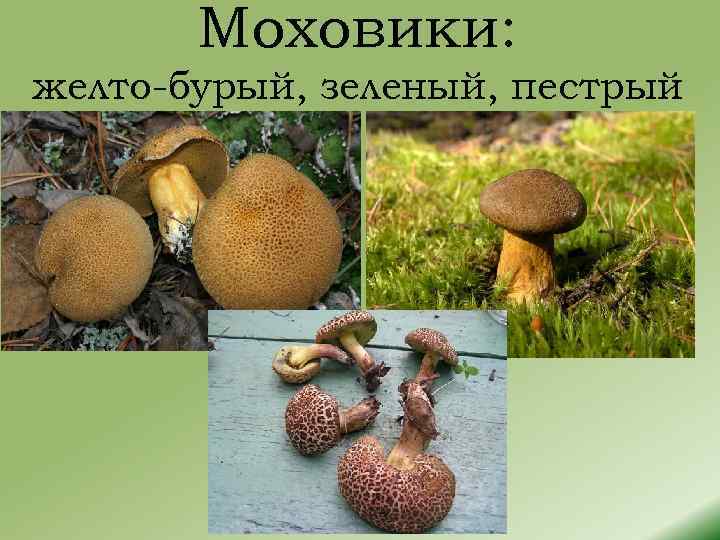 Моховики: желто-бурый, зеленый, пестрый 