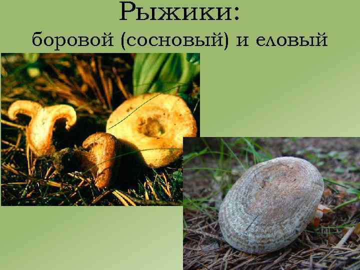 Рыжики: боровой (сосновый) и еловый 