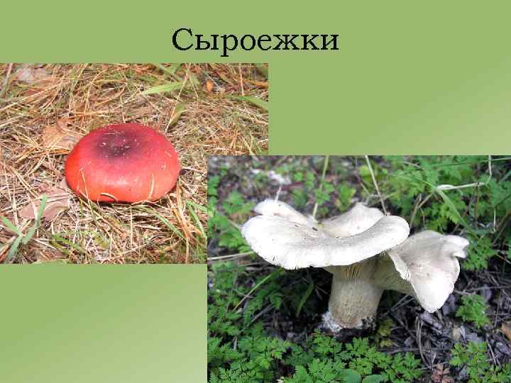 Сыроежки 