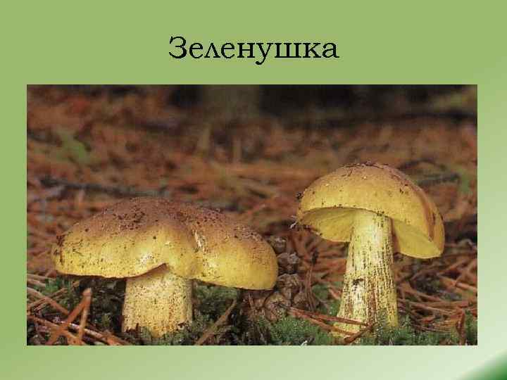 Зеленушка 