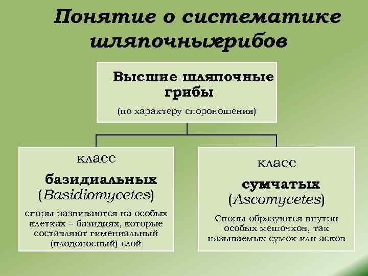 Понятие о систематике шляпочных грибов Высшие шляпочные грибы (по характеру спороношения) класс базидиальных (Basidiomycetes)