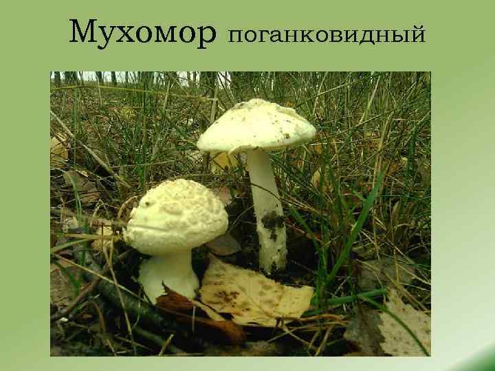 Мухомор поганковидный 