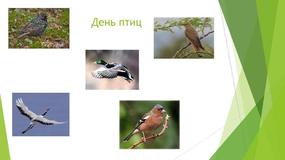 День птиц 