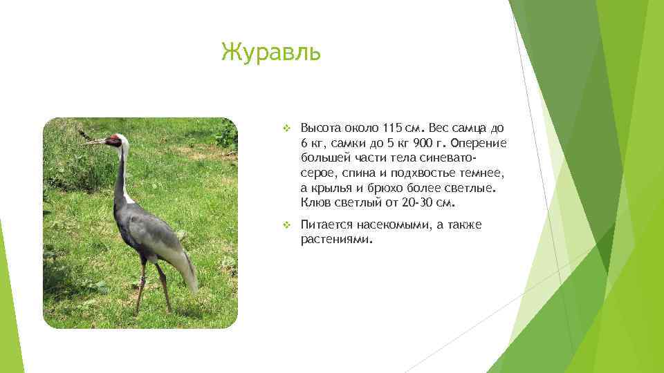Журавль v Высота около 115 см. Вес самца до 6 кг, самки до 5
