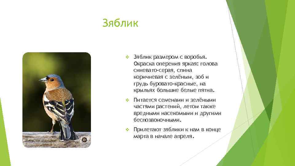 Зяблик v Зяблик размером с воробья. Окраска оперения яркая: голова синевато-серая, спина коричневая с