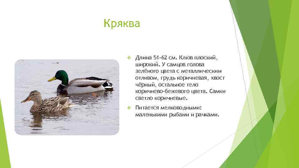 Кряква v Длина 51 -62 см. Клюв плоский, широкий. У самцов голова зелёного цвета