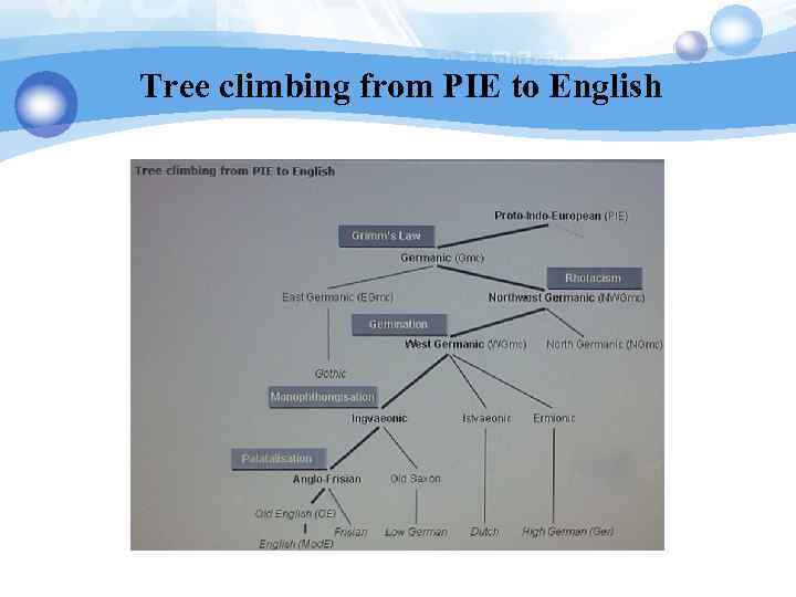 Tree climbing from PIE to English 