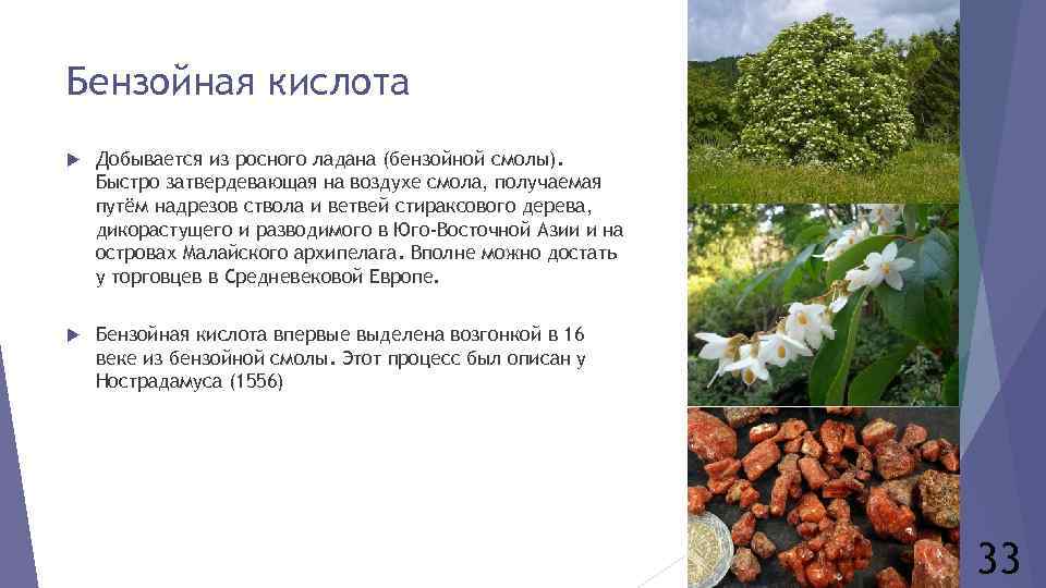 Бензойная кислота Добывается из росного ладана (бензойной смолы). Быстро затвердевающая на воздухе смола, получаемая