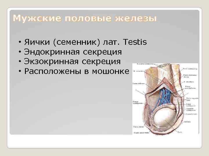 Мужские половые железы • • Яички (семенник) лат. Testis Эндокринная секреция Экзокринная секреция Расположены