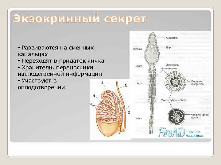 Экзокринный секрет • Развиваются на сменных канальцах • Переходят в придаток яичка • Хранители,