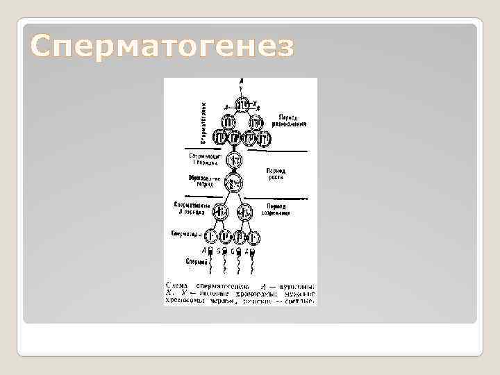Сперматогенез 