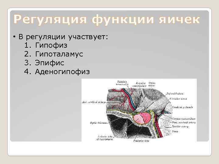 Регуляция функции яичек • В регуляции участвует: 1. Гипофиз 2. Гипоталамус 3. Эпифис 4.