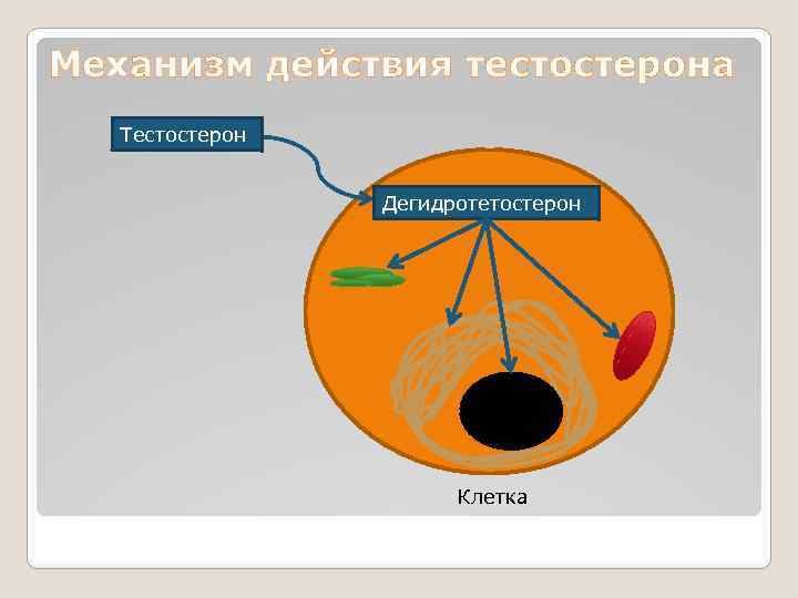 Механизм действия тестостерона Тестостерон Дегидротетостерон Клетка 