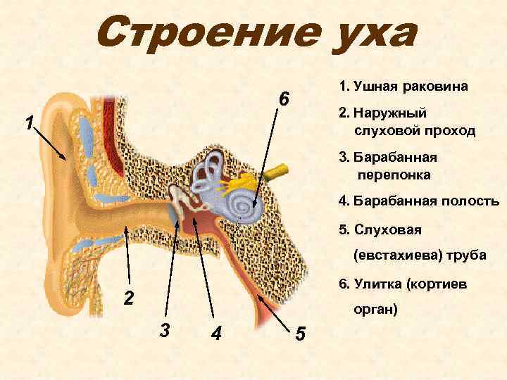 Строение уха 1. Ушная раковина 6 2. Наружный слуховой проход 1 3. Барабанная перепонка