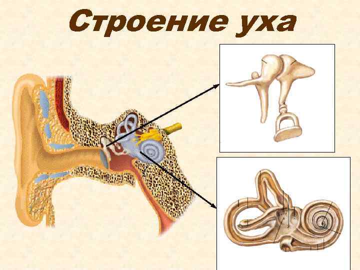 Строение уха 