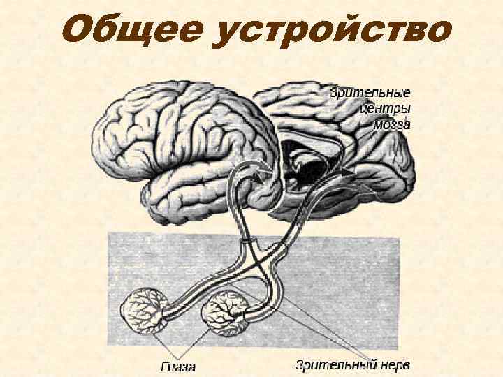 Общее устройство 