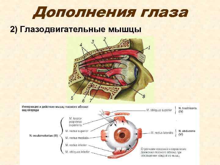 Дополнения глаза 2) Глазодвигательные мышцы 