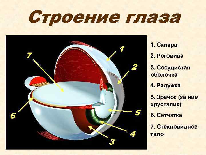 Строение глаза 1. Склера 1 7 2. Роговица 2 3. Сосудистая оболочка 4. Радужка