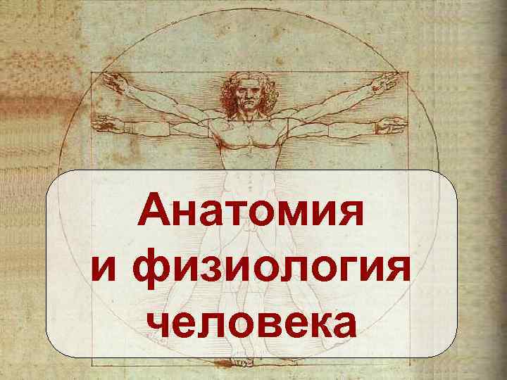 Анатомия и физиология человека 