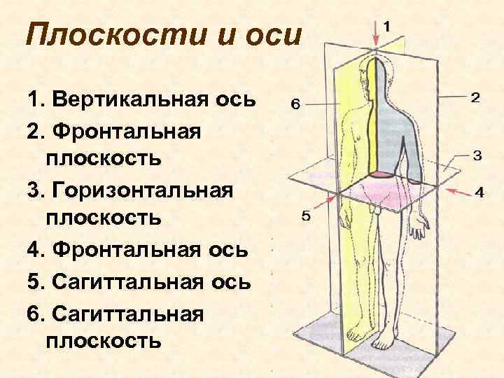 Плоскости и оси 1. Вертикальная ось 2. Фронтальная плоскость 3. Горизонтальная плоскость 4. Фронтальная