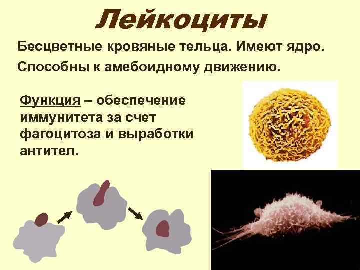 Лейкоциты Бесцветные кровяные тельца. Имеют ядро. Способны к амебоидному движению. Функция – обеспечение иммунитета