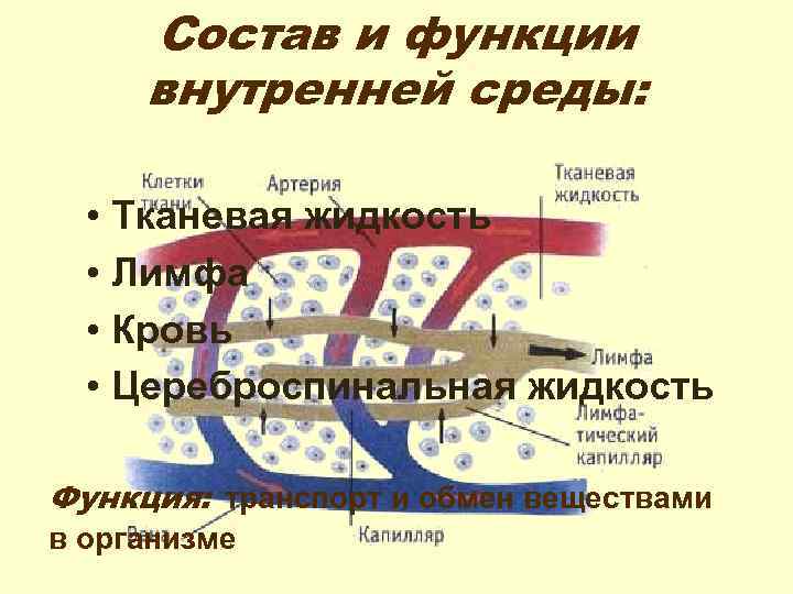 Состав и функции внутренней среды: • Тканевая жидкость • Лимфа • Кровь • Цереброспинальная