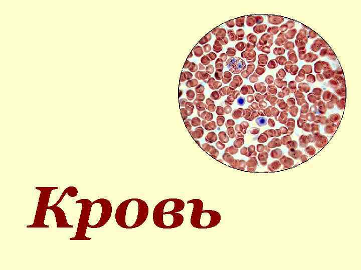Кровь 