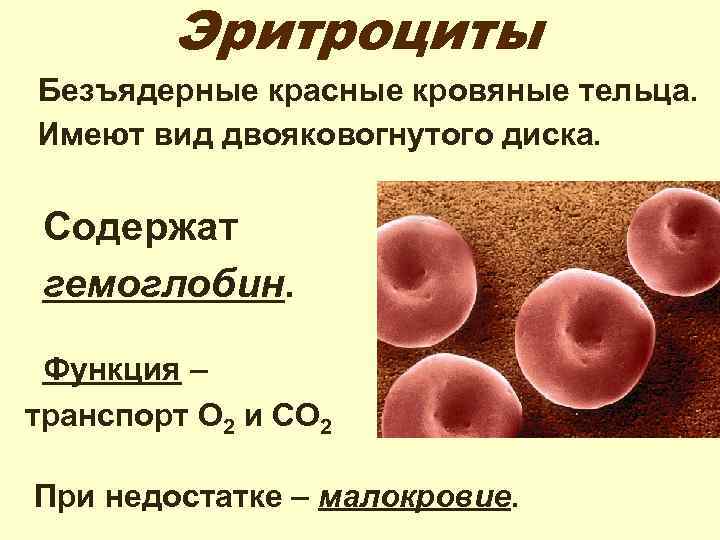 Эритроциты Безъядерные красные кровяные тельца. Имеют вид двояковогнутого диска. Содержат гемоглобин. Функция – транспорт