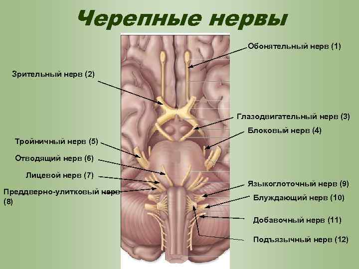 Черепные нервы Обонятельный нерв (1) Зрительный нерв (2) Глазодвигательный нерв (3) Блоковый нерв (4)