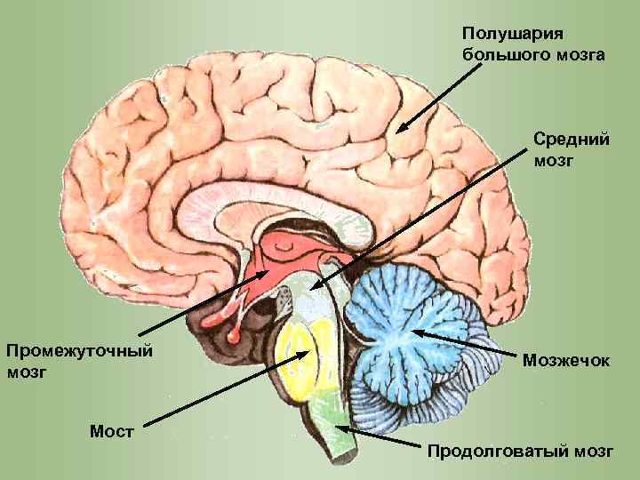 Средний мозг фото