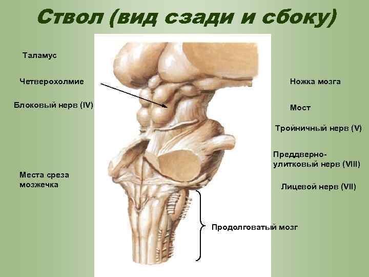 Ствол головного мозга фото