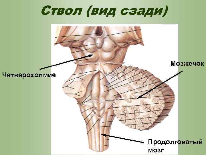 Ствол (вид сзади) Мозжечок Четверохолмие Продолговатый мозг 