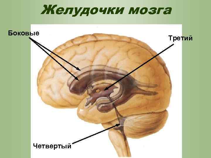 Боковые желудочки головного мозга рисунок