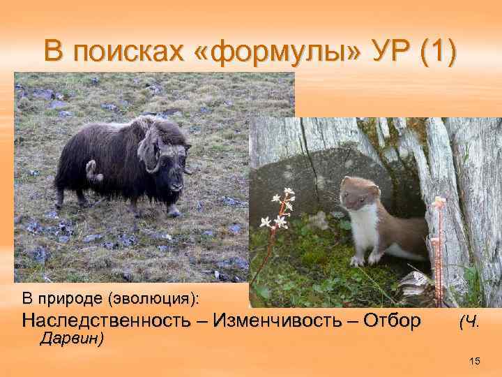 В поисках «формулы» УР (1) В природе (эволюция): Наследственность – Изменчивость – Отбор Дарвин)