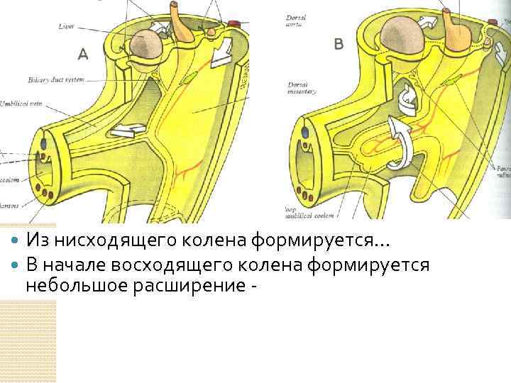  Из нисходящего колена формируется… В начале восходящего колена формируется небольшое расширение - 