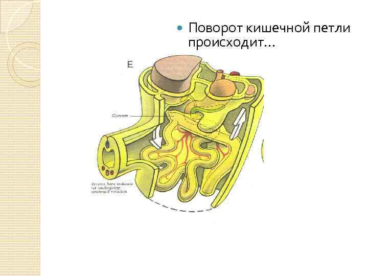  Поворот кишечной петли происходит… 