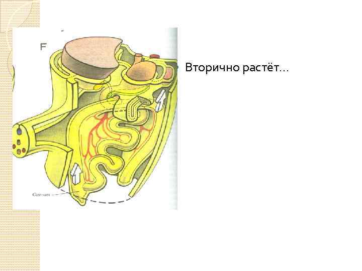  Вторично растёт… 