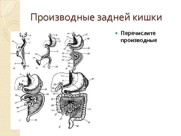 Производные задней кишки Перечислите производные 