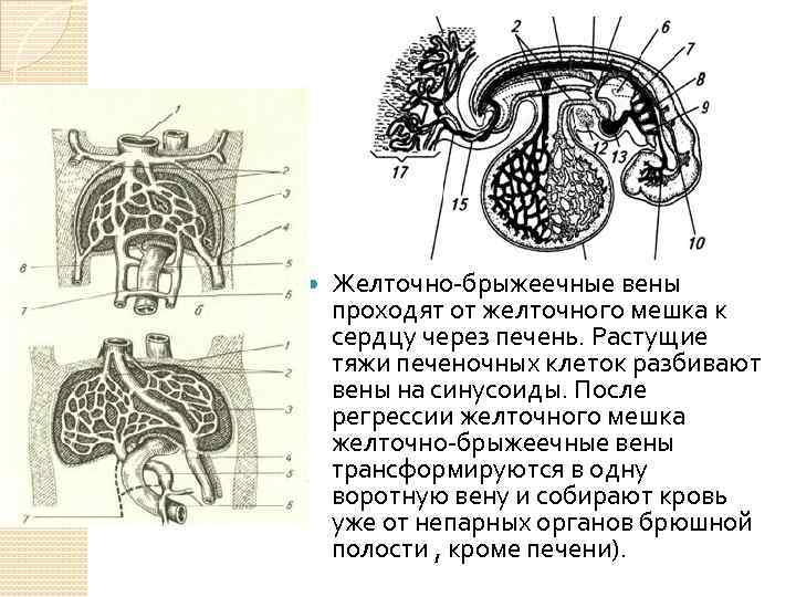  Желточно-брыжеечные вены проходят от желточного мешка к сердцу через печень. Растущие тяжи печеночных