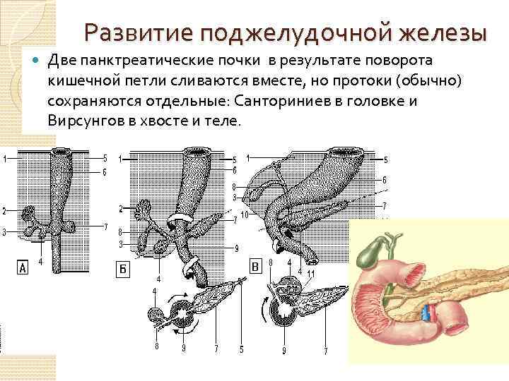 Развитие поджелудочной железы Две панктреатические почки в результате поворота кишечной петли сливаются вместе, но