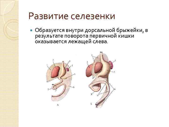 Развитие селезенки Образуется внутри дорсальной брыжейки, в результате поворота первичной кишки оказывается лежащей слева.