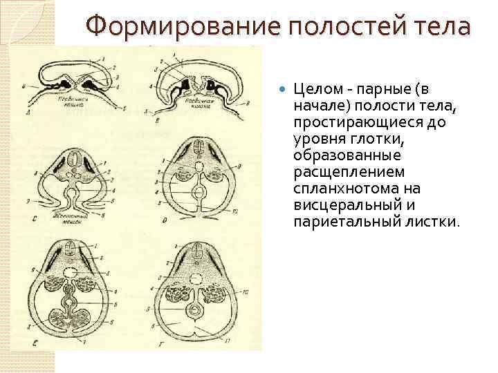 Формирование полостей тела Целом - парные (в начале) полости тела, простирающиеся до уровня глотки,