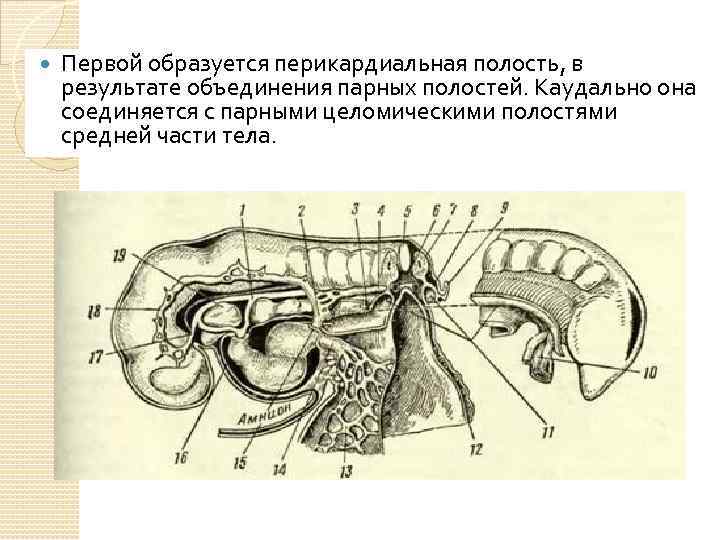  Первой образуется перикардиальная полость, в результате объединения парных полостей. Каудально она соединяется с