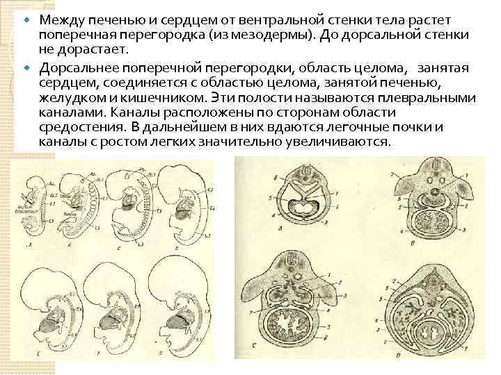 Между печенью и сердцем от вентральной стенки тела растет поперечная перегородка (из мезодермы). До