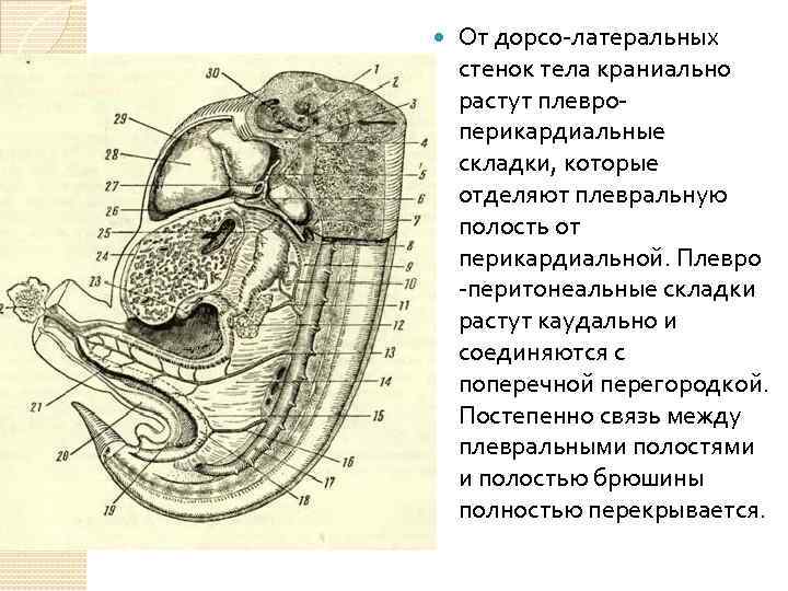  От дорсо-латеральных стенок тела краниально растут плевроперикардиальные складки, которые отделяют плевральную полость от