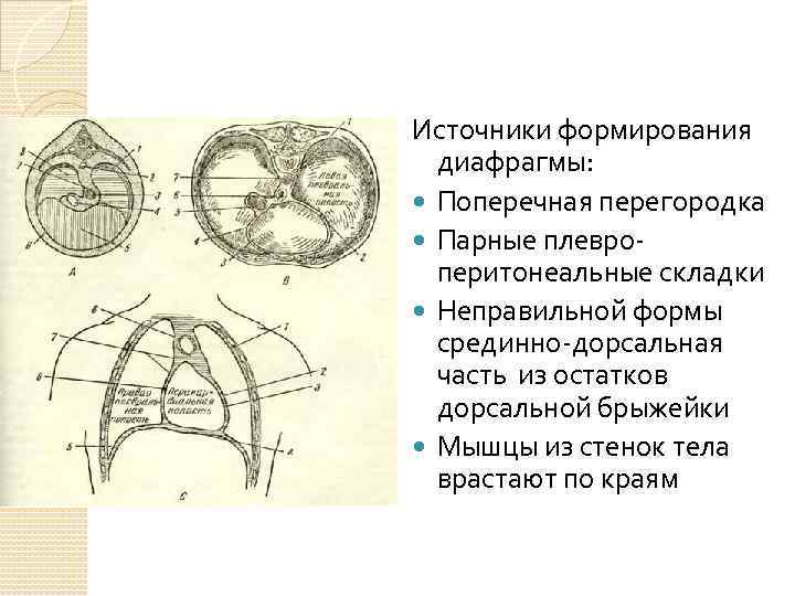 Источники формирования диафрагмы: Поперечная перегородка Парные плевроперитонеальные складки Неправильной формы срединно-дорсальная часть из остатков